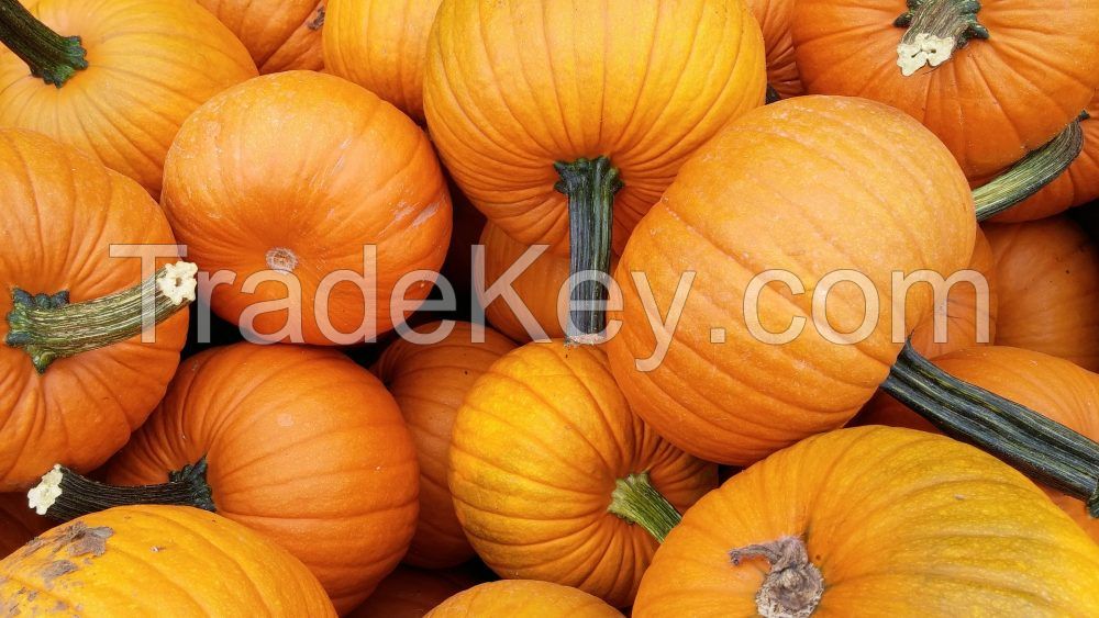 FRESH PUMPKIN HIGH QUALITY - GOOD PRICE