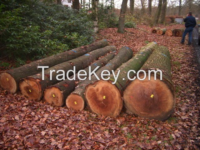 Red Oak Logs