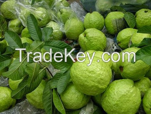 fresh guava