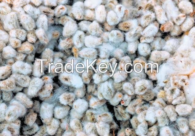 cotton seeds