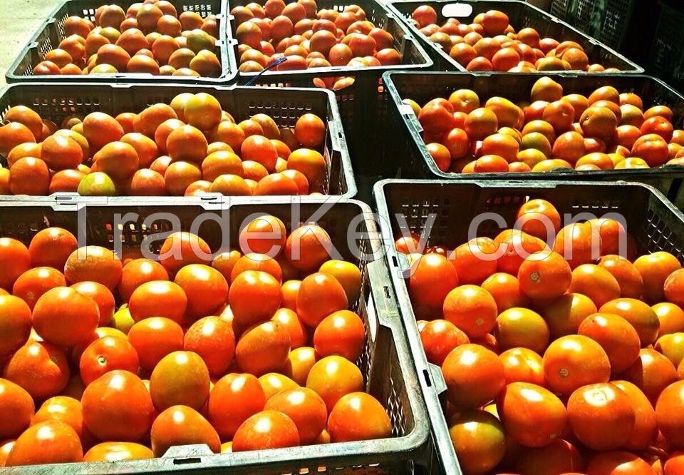 Fresh Tomatoes