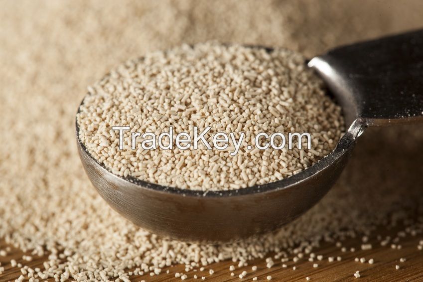 yeast