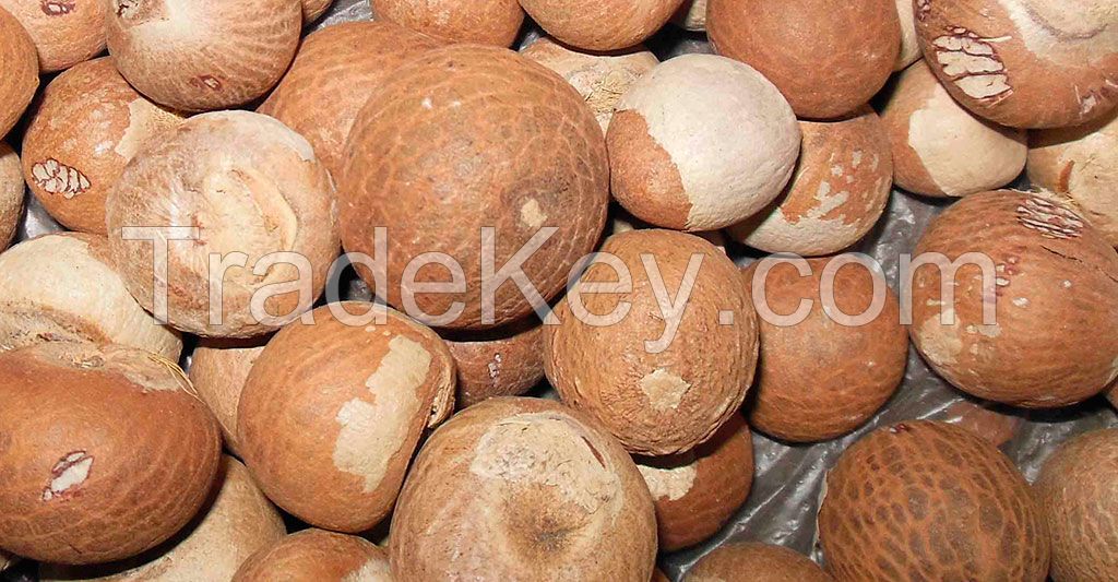 Quality Betel Nuts