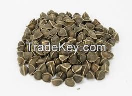 Moringa Seeds