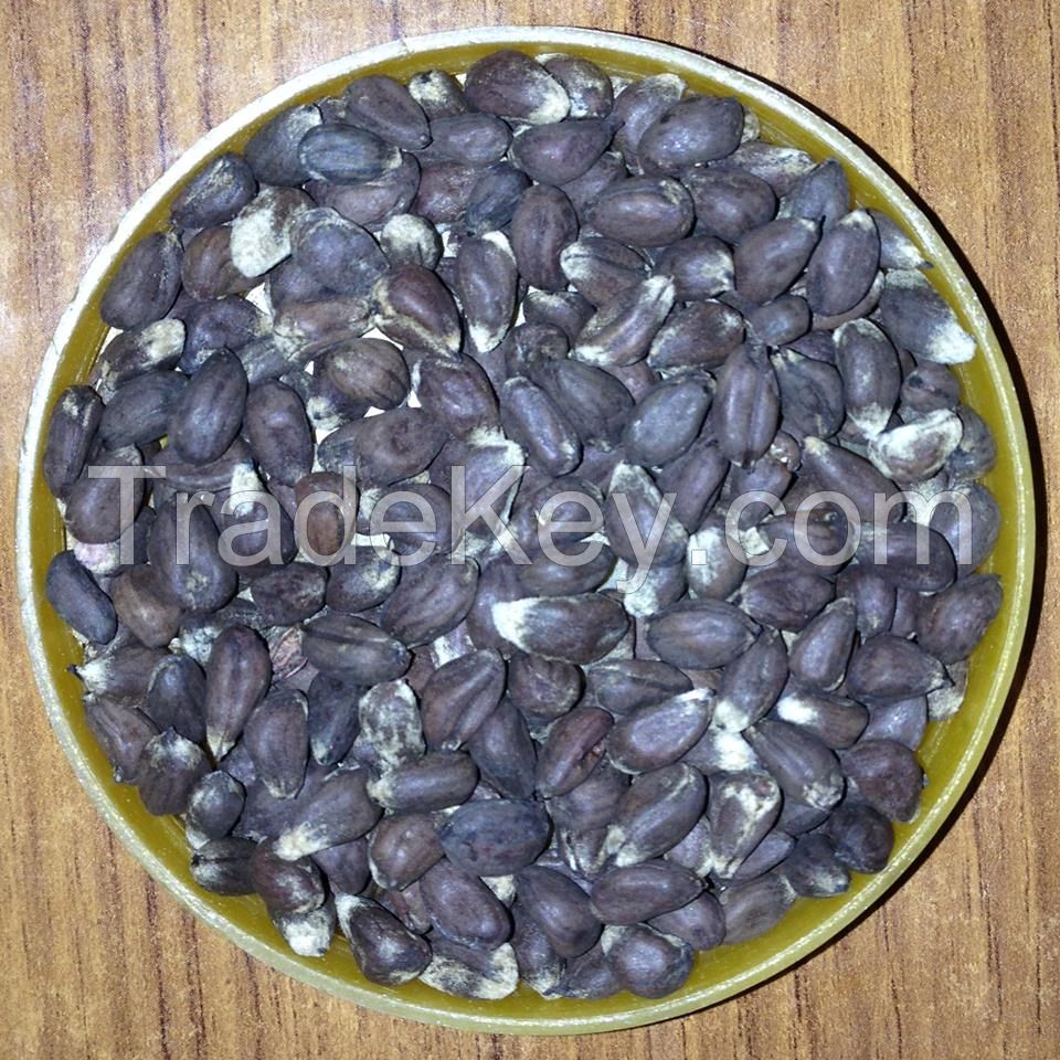 High Quality Cotton Seeds