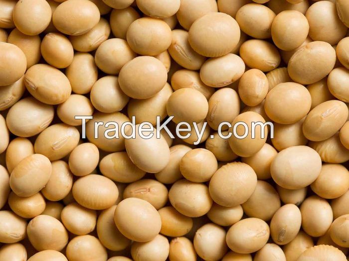 Quality SOYA BEANS / SOYA BEANS