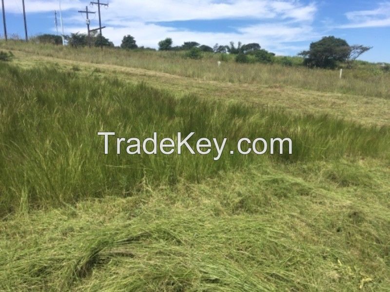 Alfalfa Hay /Lucerne hay bales animal feed for sale