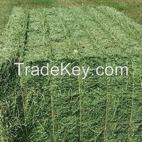 Alfalfa Hay in Bales