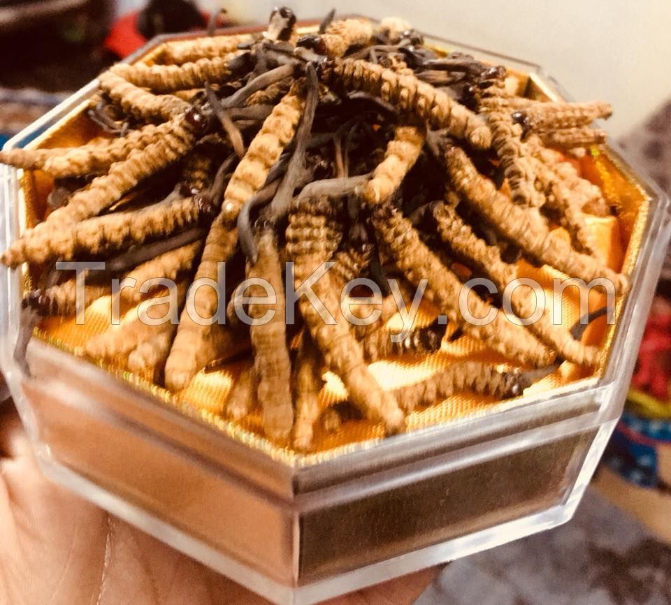 Cordyceps Sinensis for sale