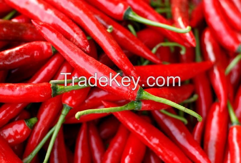 Fresh Chilli