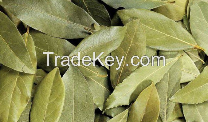 Bay Leaf