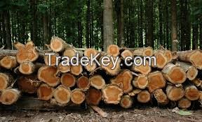 Teak wood logs and timber