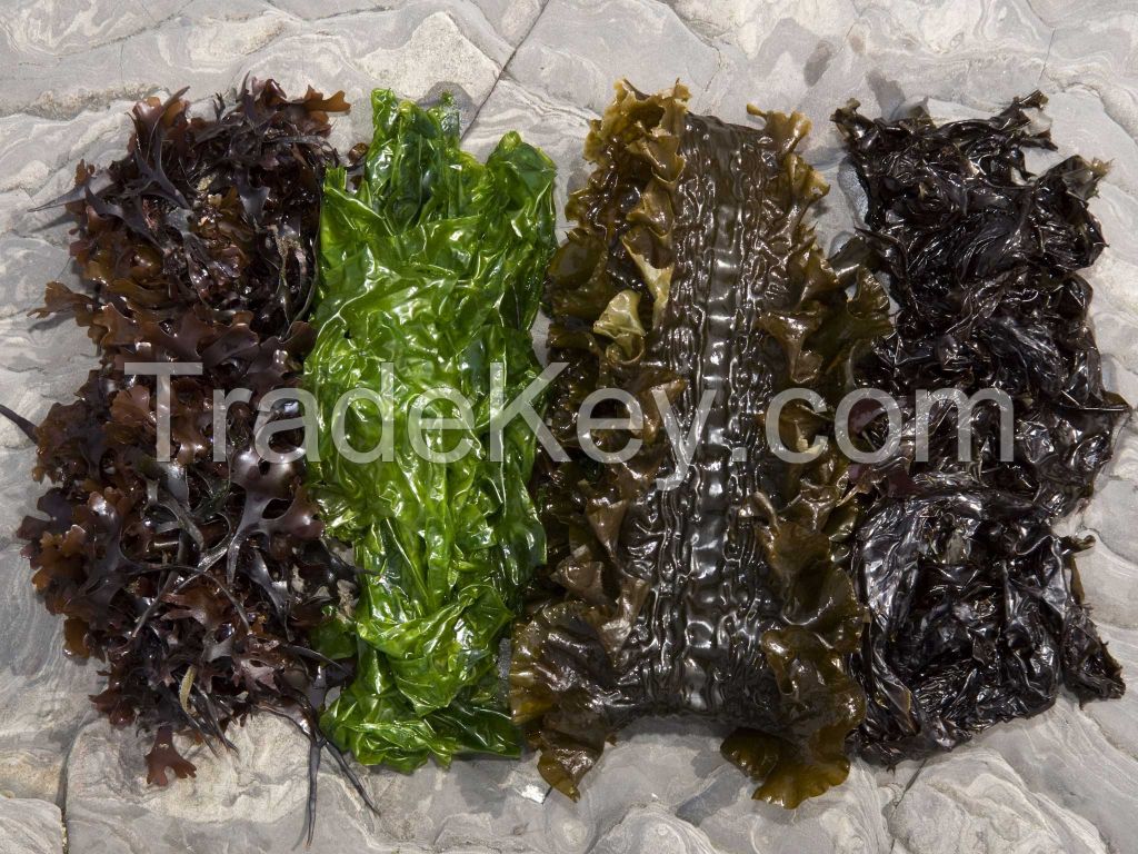 Wholesale dried seaweed nori dried sushi nori, buy fresh dried algae sushi nori