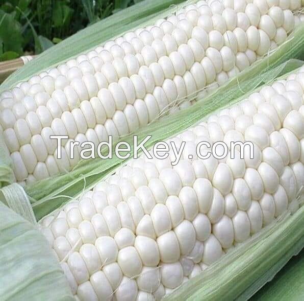 White corn