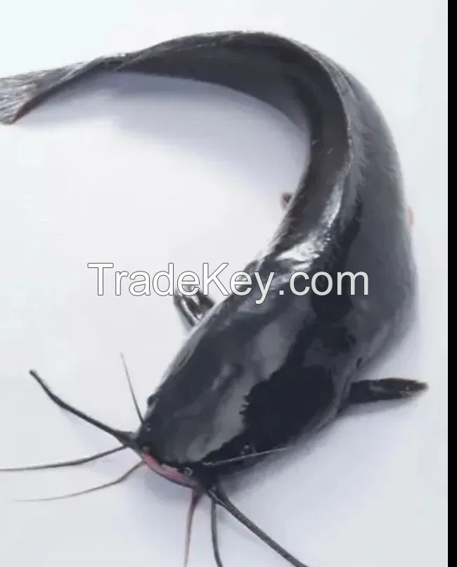 Happy Fresh Frozen Catfish