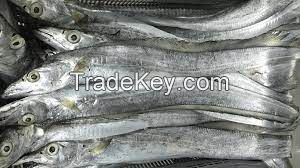 Quality Frozen Ribbonfish