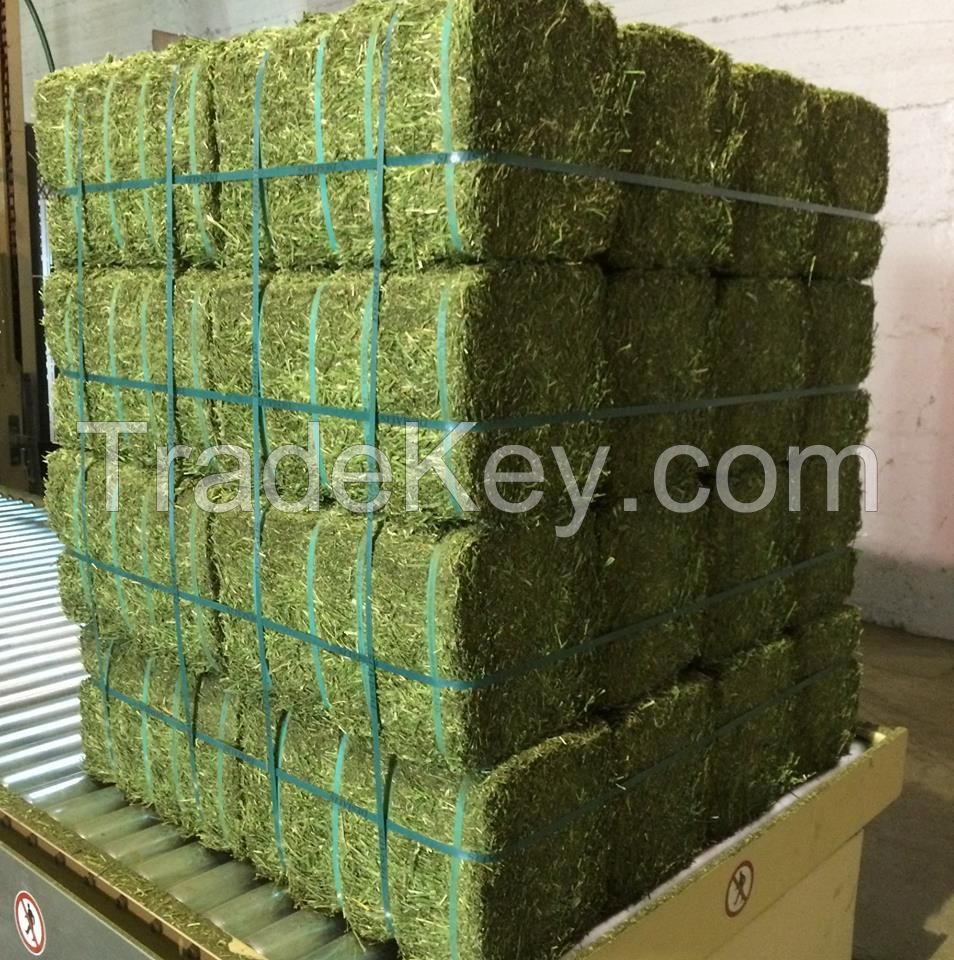 Alfalfa Hay/Alfalfa Hay For Animal feeding /Lucerne Hay