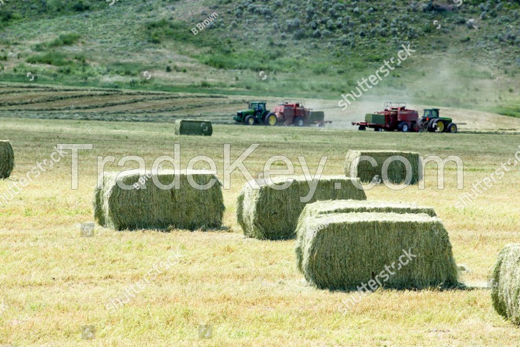 Sell alfalfa hay, Timothy hay