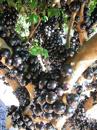 Jabuticaba Juice Powder