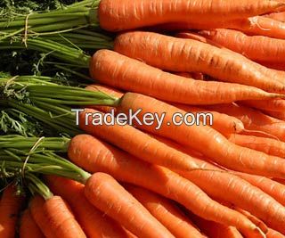 Organic Carrot Juice Powder