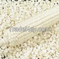 Non GMO White maize/corn