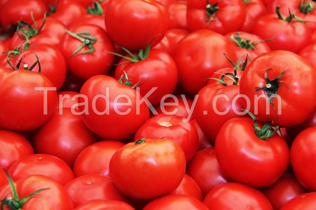 Fresh Tomato