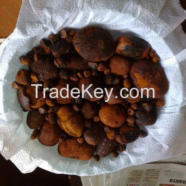 Cattle Gallstones, cow Gallstones