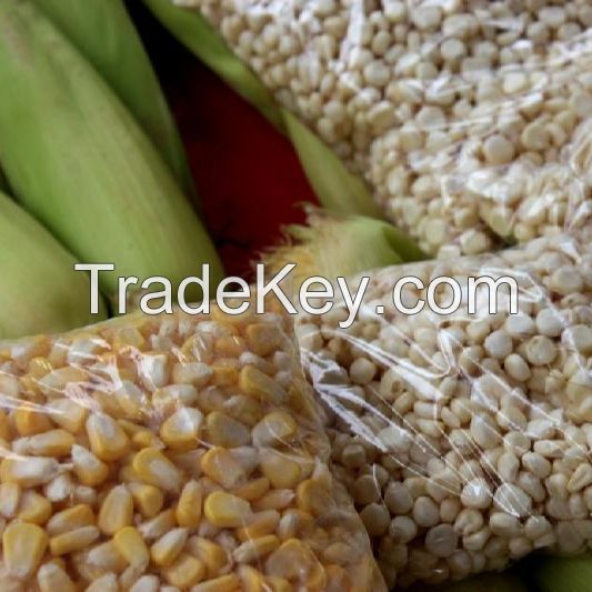 PREMIUM GRADE HIGH QUALITY YELLOW CORN / WHITE MAIZE FOR HUMAN CONSUMPTION