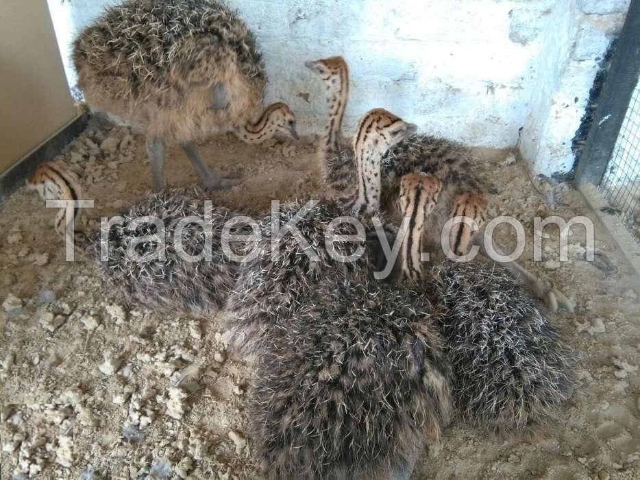 Ostrich chicks and fertile ostrich eggs