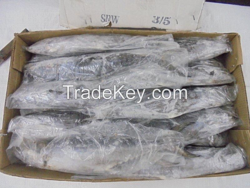 FROZEN SARDINE FISH