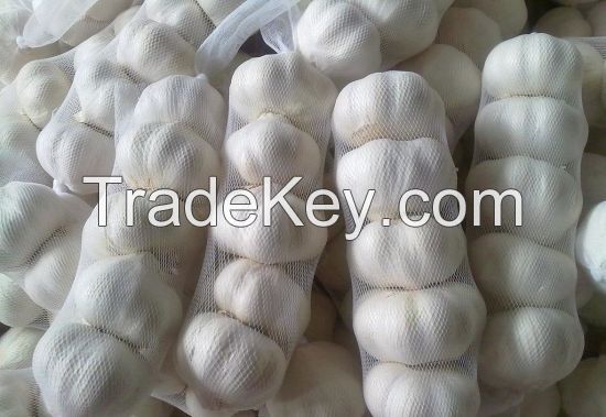 Fresh Normal White Garlic