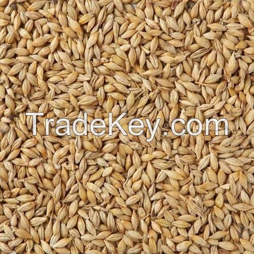 Organic Premium Barley for Malt/Malted Barley for Sale