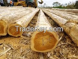 Teak Logs and sawn lumbers