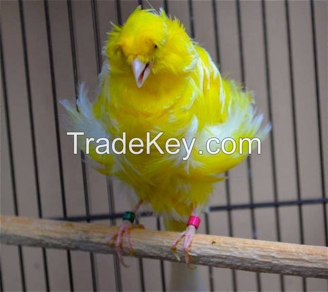 Finch Birds/Live Crested Birds/Yorkshire Canary/ birds/Lancashire Birds