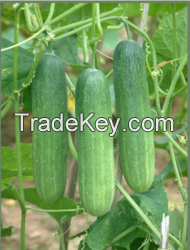 Fresh Cucumber