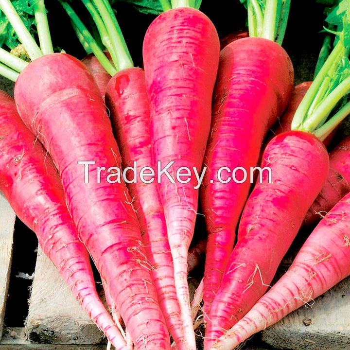 Radish