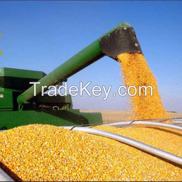 Dried natural quality  Yellow Maize/Corn, GMO, Fit for Hution andman Consump