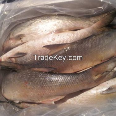 High Quality Fresh / Frozen Atlantic Salmon Fish