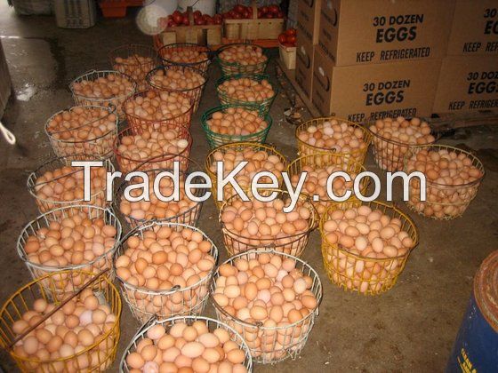 Fresh White and Brown Table Egg / Fresh White and Brown Eggs / Chicken Eggs