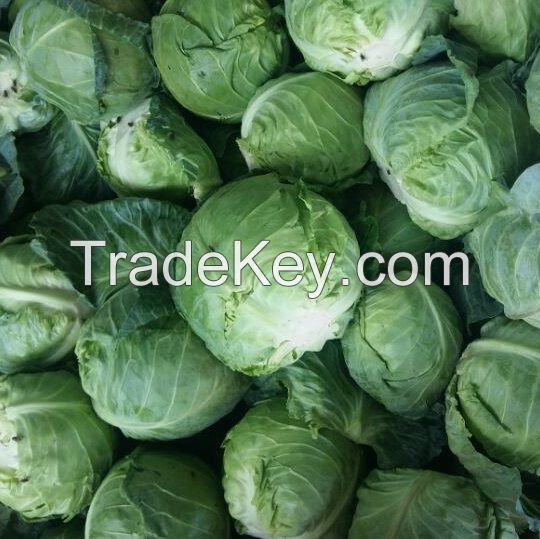 Fresh Cabbages