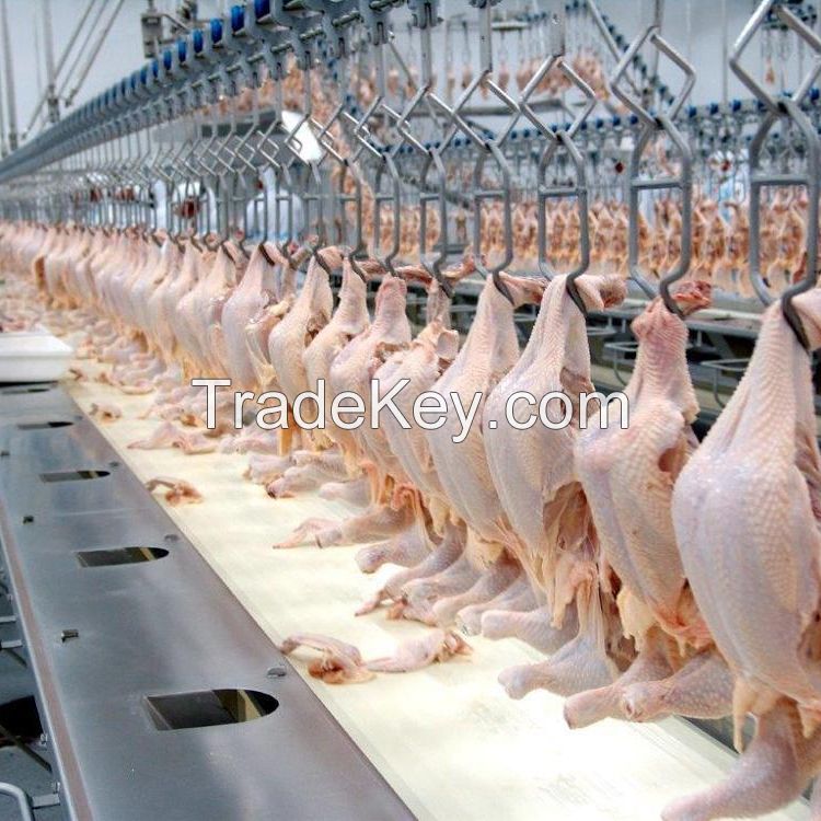 Frozen Quality Frozen chicken Meat / Fresh / Frozen /