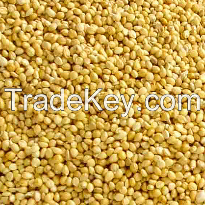 Good Yellow Millet