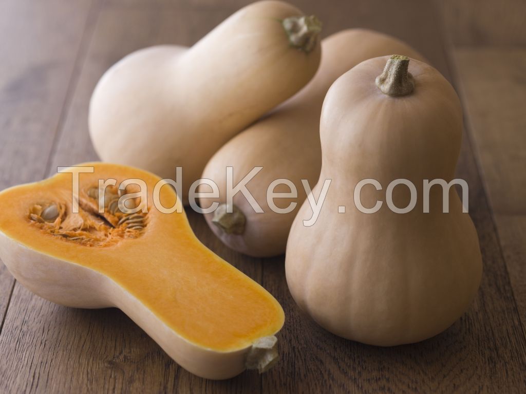 BUTTERNUT SQUASH