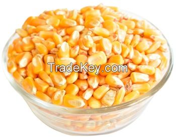 white and yellow maize