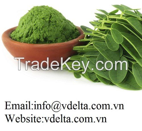 Bulk Moringa oleifera powder