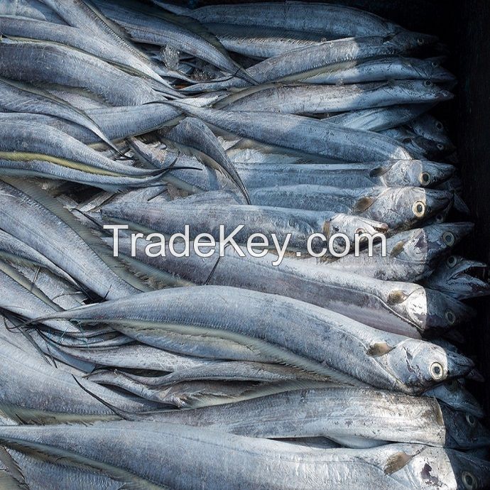 Quality Fish Frozen Ribbonfish