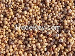 WHITE SORGHUM Red Sorghum Sorghum Grains