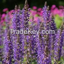 Well Rooted, Salvia Divinorum Plants