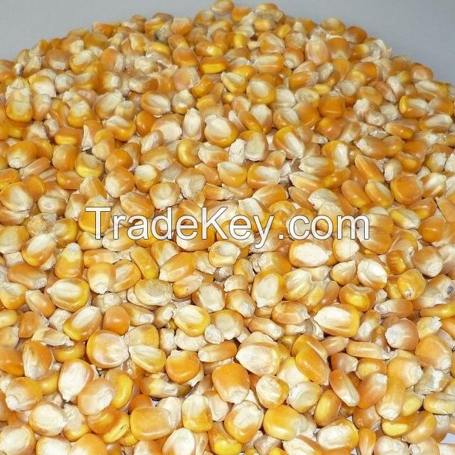 Yellow Maize, Dried Yellow Corn, Popcorn, White Corn Maize for