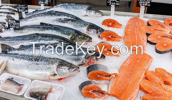 WHOLE SALEFROZEN SALMON FISH DIRECT FROM FACTORY